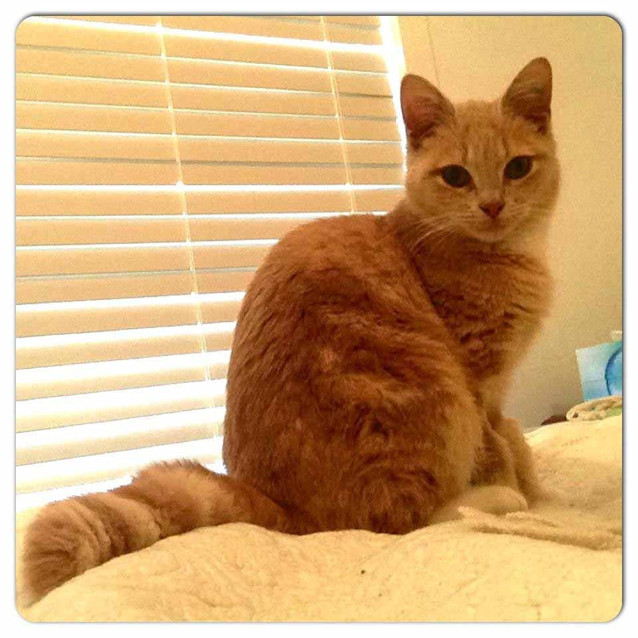 Photo of Amber