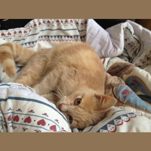 Photo of Amber
