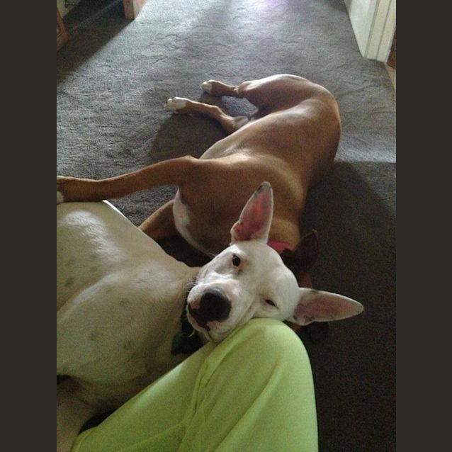 Photo of Casper