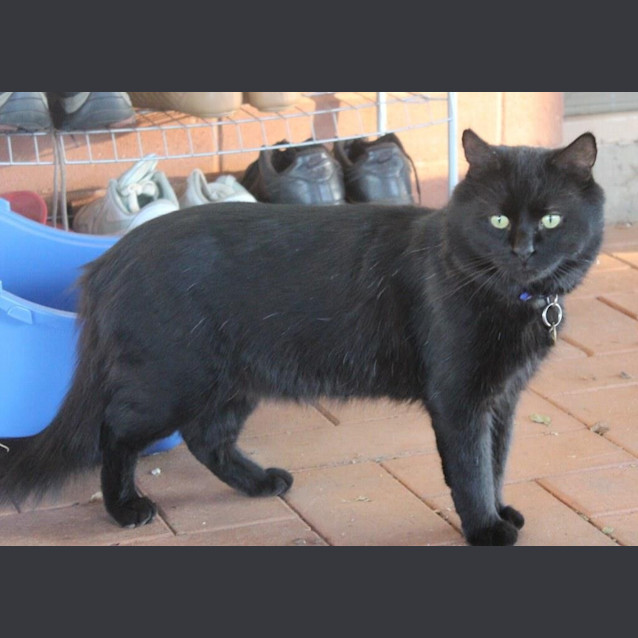 Photo of Voodoo (C2088)