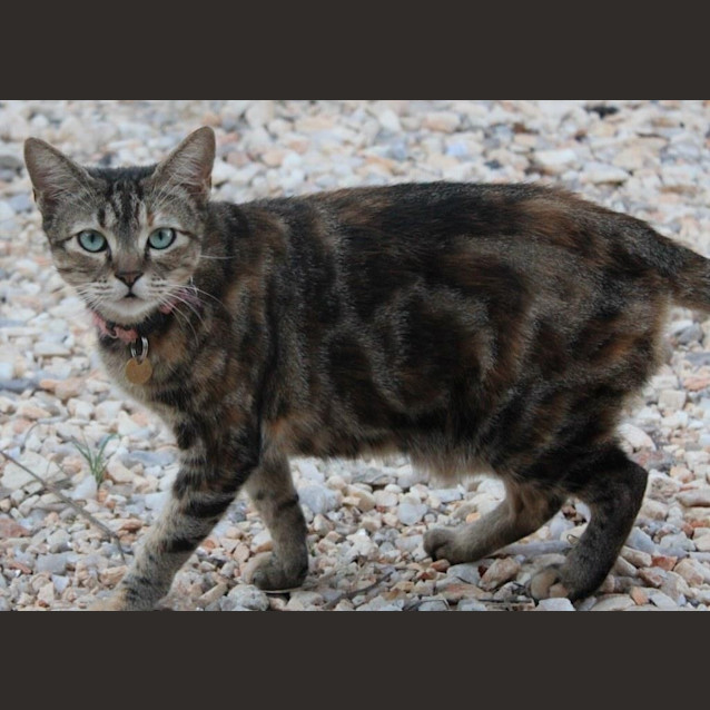 Photo of Jewell (C2082)
