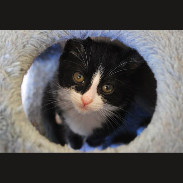 Photo of Houdini
