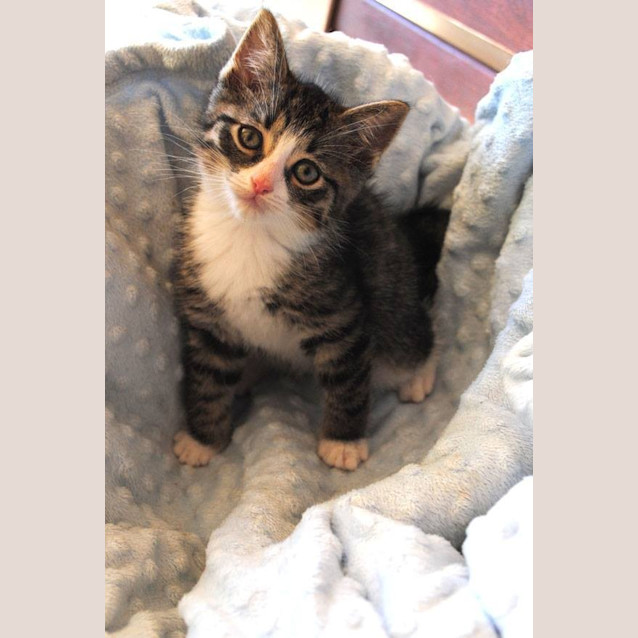 Photo of Brutus