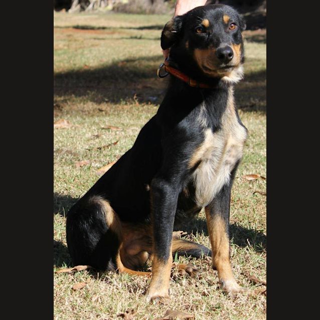 Photo of Cooper