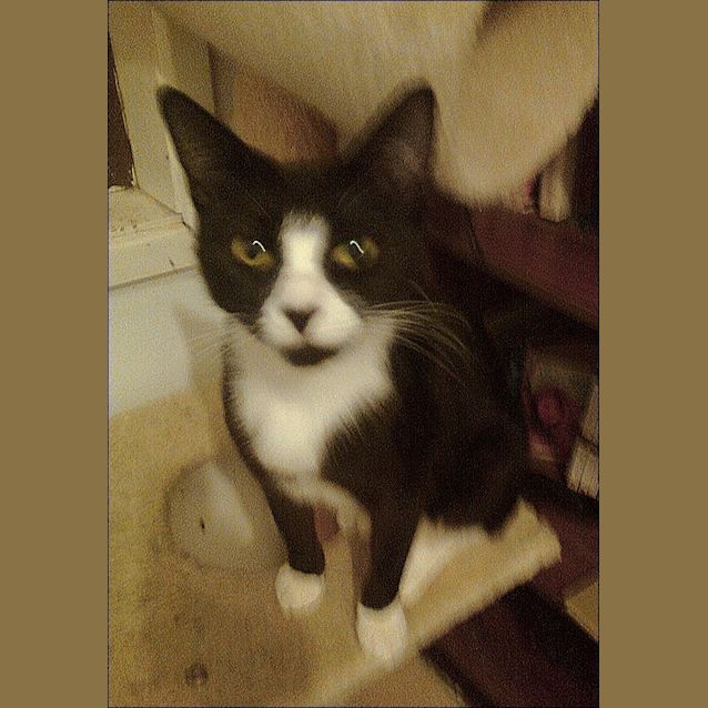 Photo of C Nina 