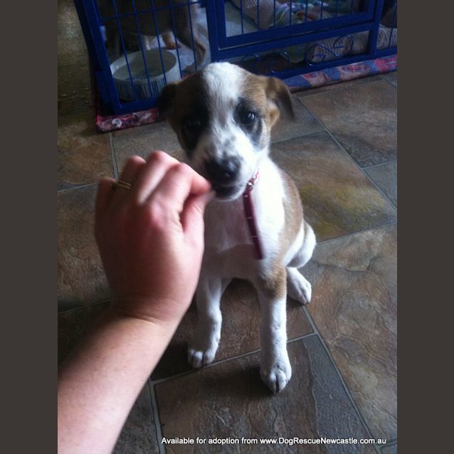 Photo of Puppy Maisy (On Trial 16/9/13)