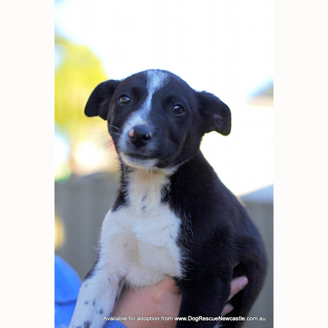 Photo of Puppy Ash (On Trial 15/9/13)