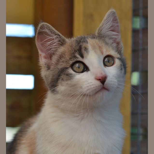 Photo of Sassy