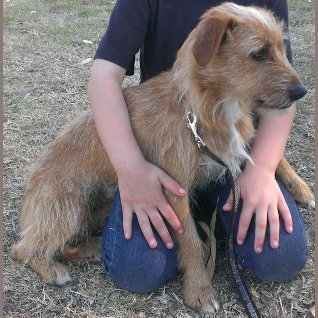 Photo of Charlie (Adoption Pending)