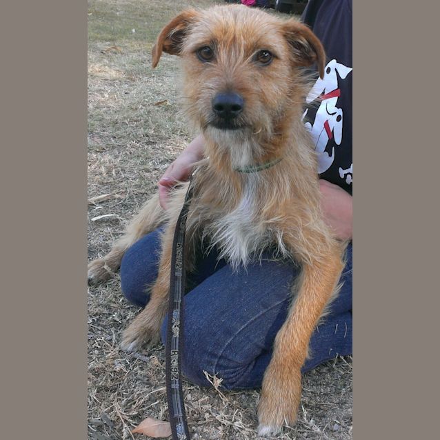 Photo of Charlie (Adoption Pending)