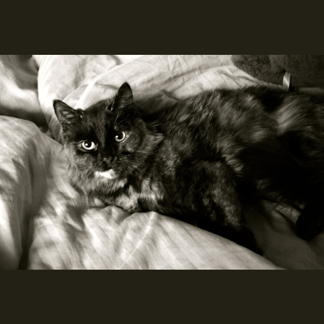 Photo of Piper   Your Little Snuggly Shadow