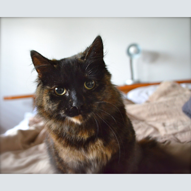 Photo of Piper   Your Little Snuggly Shadow