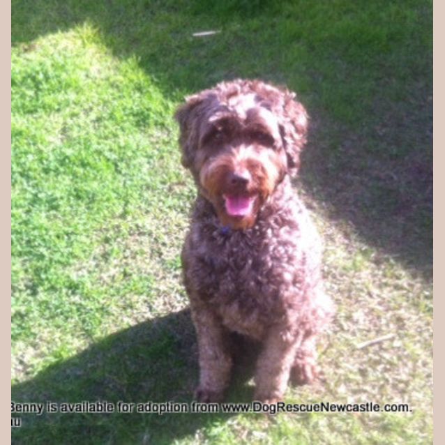 Photo of Benny (Temp Hold Poss Adoption) ~ Labradoodle