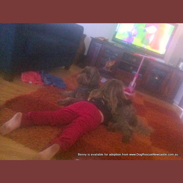 Photo of Benny (Temp Hold Poss Adoption) ~ Labradoodle