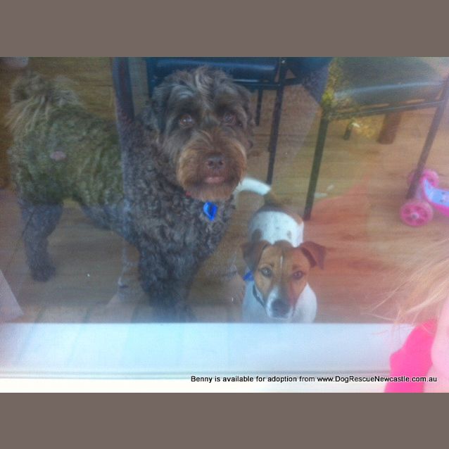 Photo of Benny (Temp Hold Poss Adoption) ~ Labradoodle