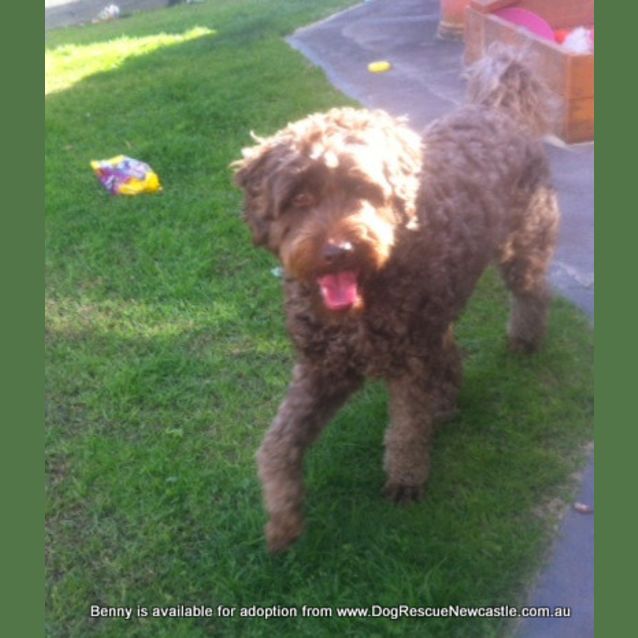 Photo of Benny (Temp Hold Poss Adoption) ~ Labradoodle