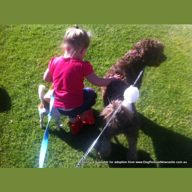 Photo of Benny (Temp Hold Poss Adoption) ~ Labradoodle