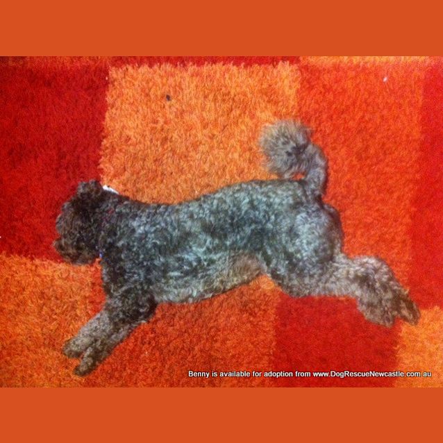 Photo of Benny (Temp Hold Poss Adoption) ~ Labradoodle