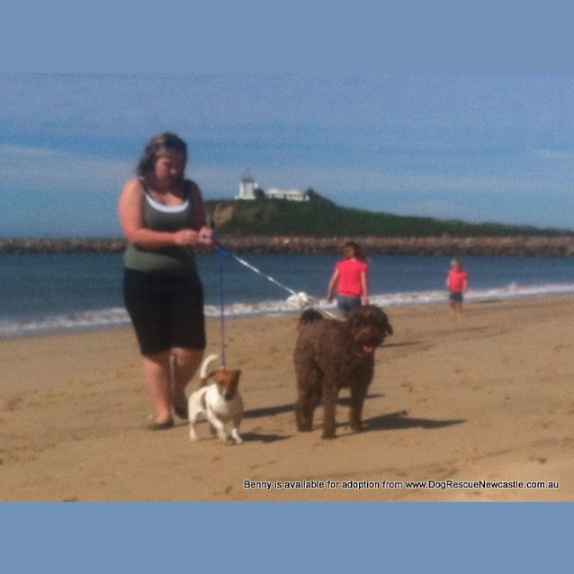 Photo of Benny (Temp Hold Poss Adoption) ~ Labradoodle