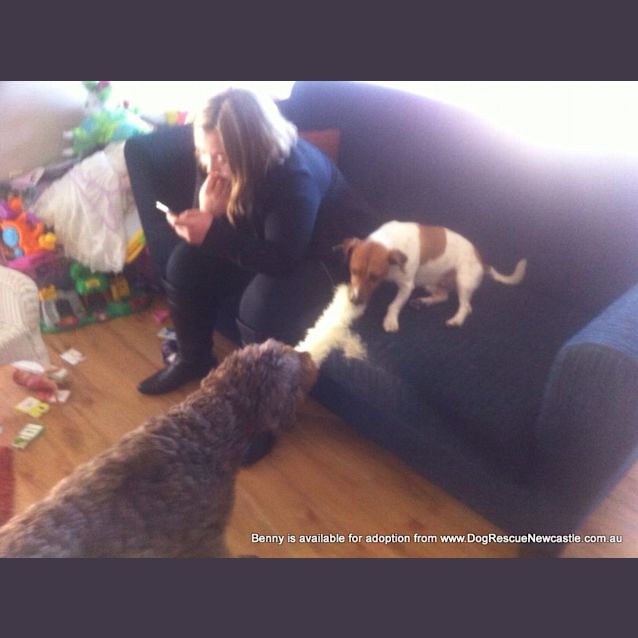 Photo of Benny (Temp Hold Poss Adoption) ~ Labradoodle