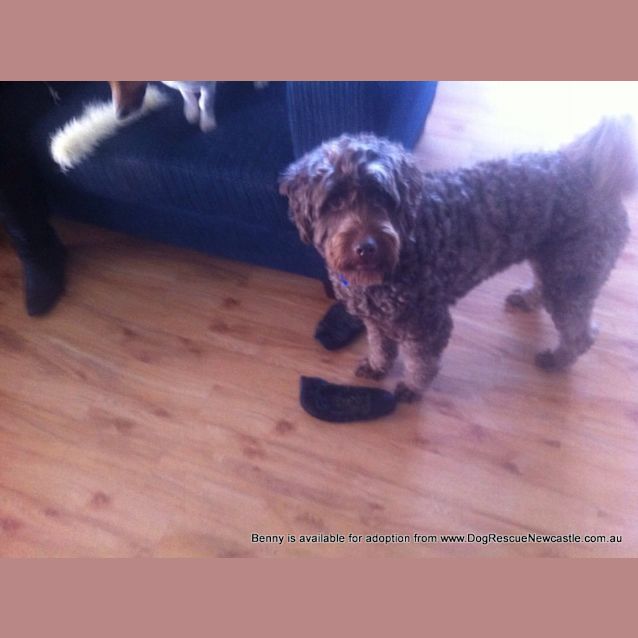Photo of Benny (Temp Hold Poss Adoption) ~ Labradoodle