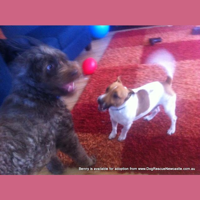 Photo of Benny (Temp Hold Poss Adoption) ~ Labradoodle