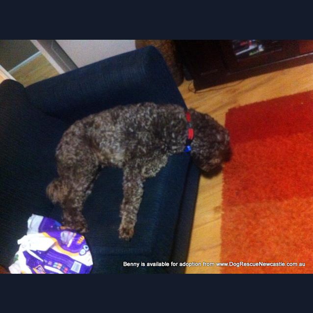 Photo of Benny (Temp Hold Poss Adoption) ~ Labradoodle