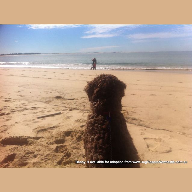 Photo of Benny (Temp Hold Poss Adoption) ~ Labradoodle