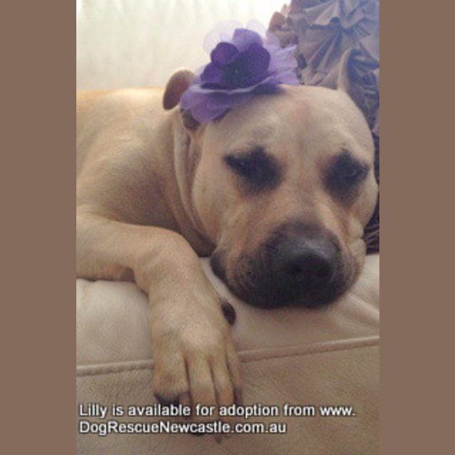 Photo of Lilly, In Wollongong (Adopted 9/2013)