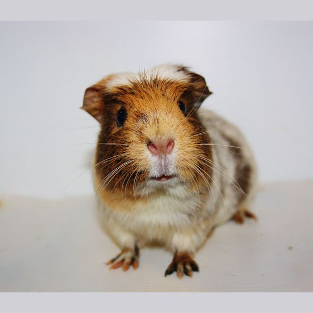 Photo of Ashlina (Golden Oldie) 