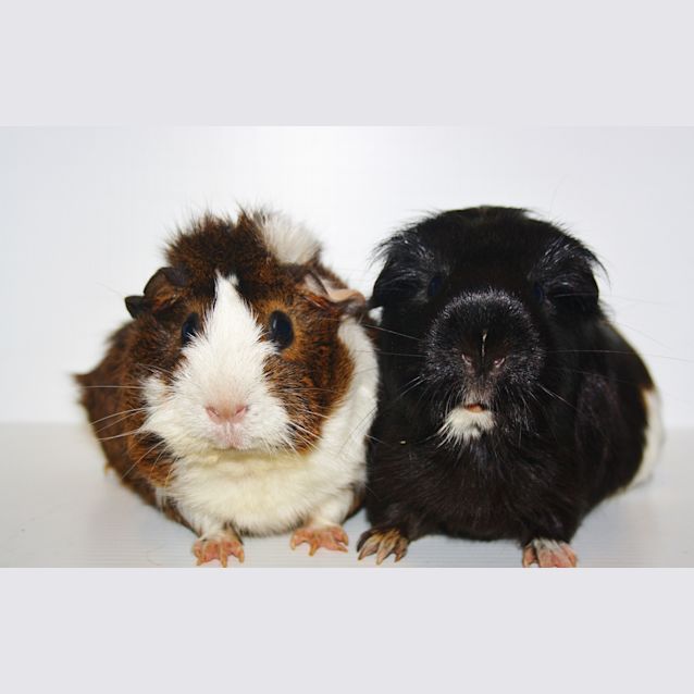 Photo of Bee And Rosie 