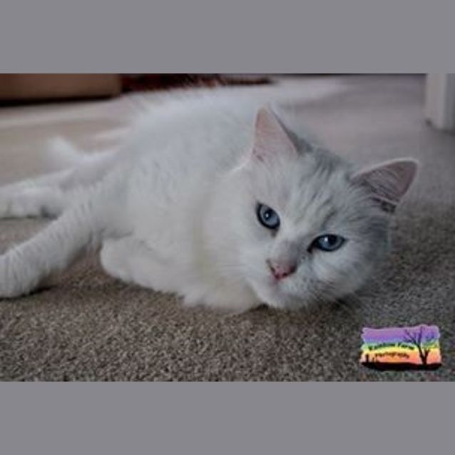 Photo of Princess (Bn C148) 