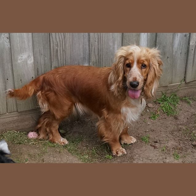 Photo of Goldie
