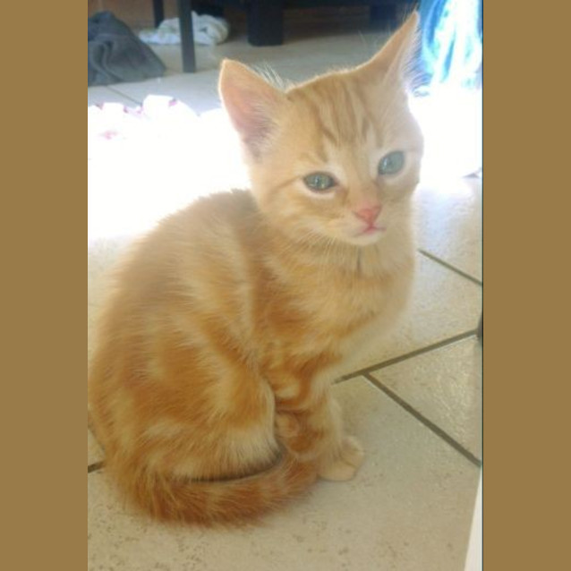 Photo of Cheddar