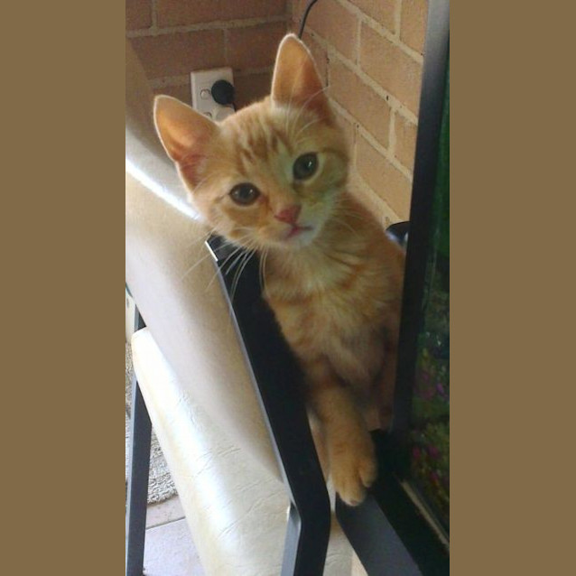 Photo of Cheddar