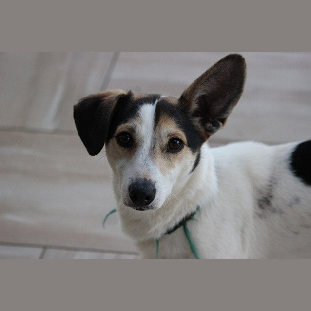 Photo of Toto