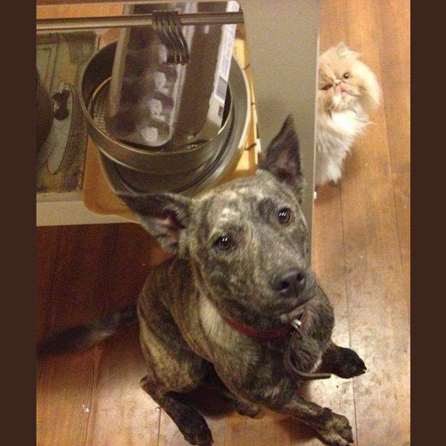 Photo of Berkley  (Reduced Adoption Fee)