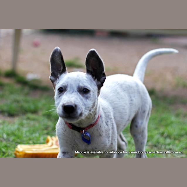 Photo of Puppy Maddie (On Trial 5/9/13)