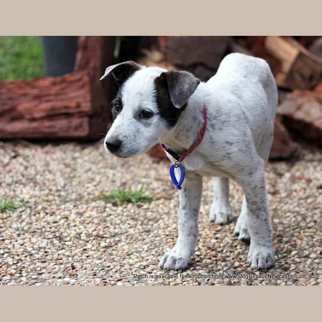 Photo of Puppy Patch (On Trial 11/9/13)