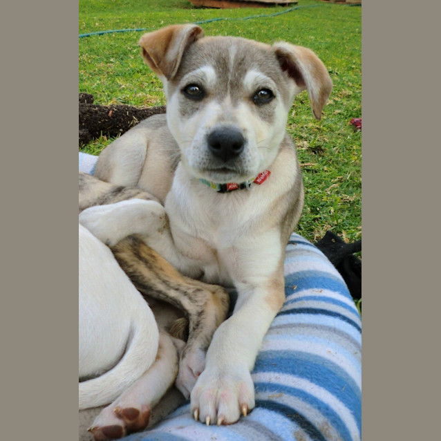 Photo of Butch *On Trial In His New Home*