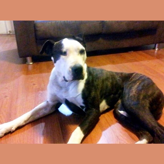 Photo of Sammy   Special Needs !!!!!