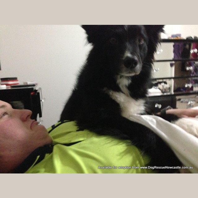 Photo of Toby (On Trial Sort Of) 14/12/13
