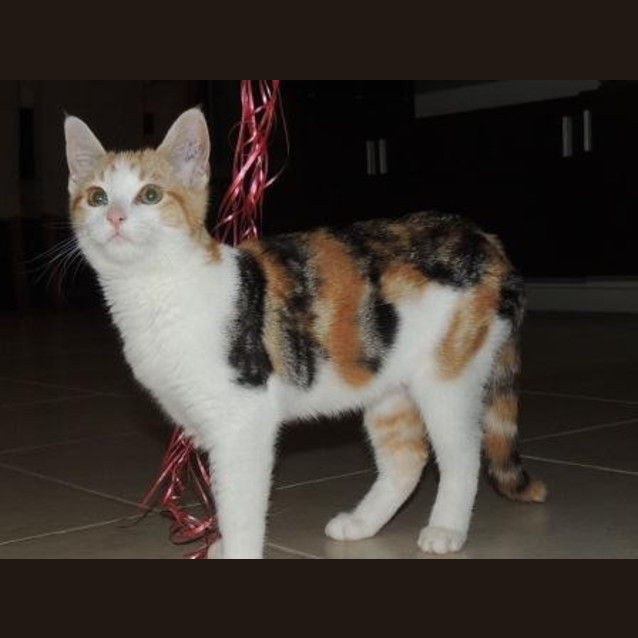 Photo of Bella