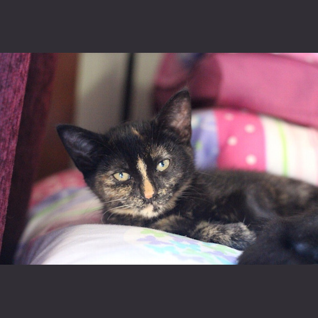 Photo of Rosie