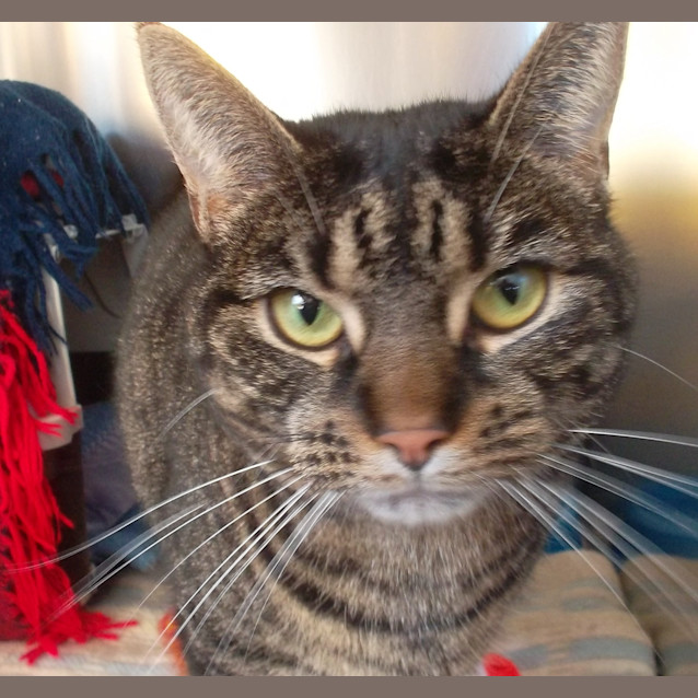 Photo of Willow