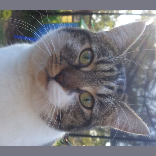 Photo of Suzi Q (Stumpy Tail)