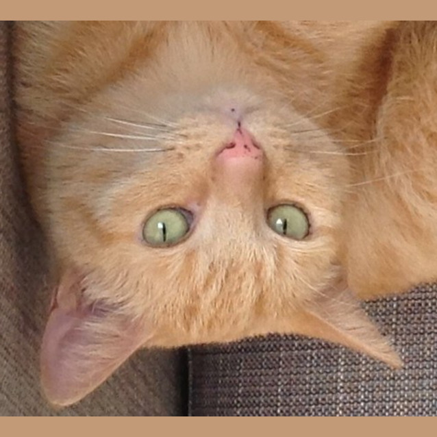 Photo of Toby (Quiet Boy)