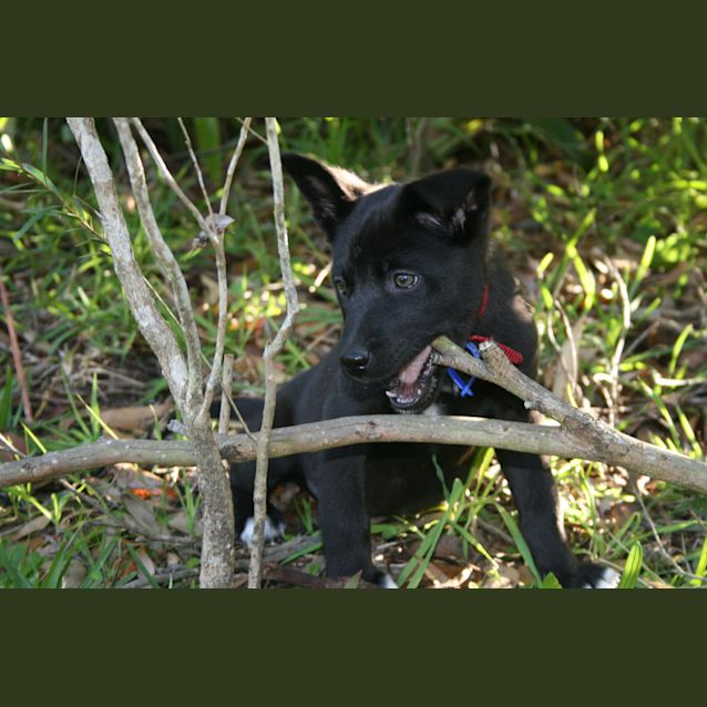 Photo of Puppy Nukka (On Trial 30/8/13)
