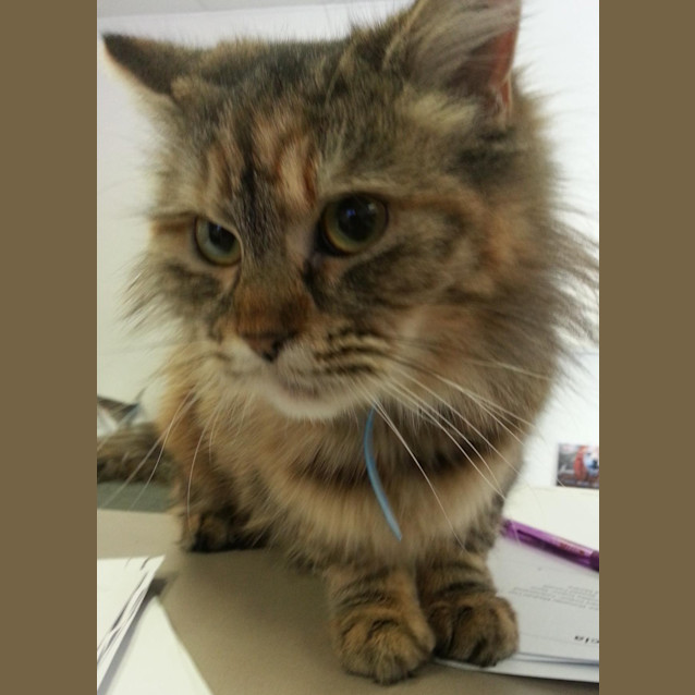 Photo of Felicia
