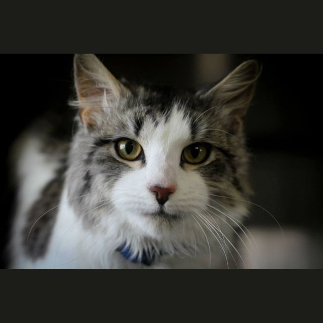 Photo of Rag A Muffin